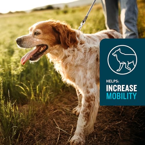 VetIQ Advanced Hip & Joint Chews For Dogs, 60 Count, Chicken Flavored Supplements Made with Glucosamine, Omega 3’s, Chondroitin, MSM, and Green Lipped Mussel, Increases Mobility and Maintains Muscles