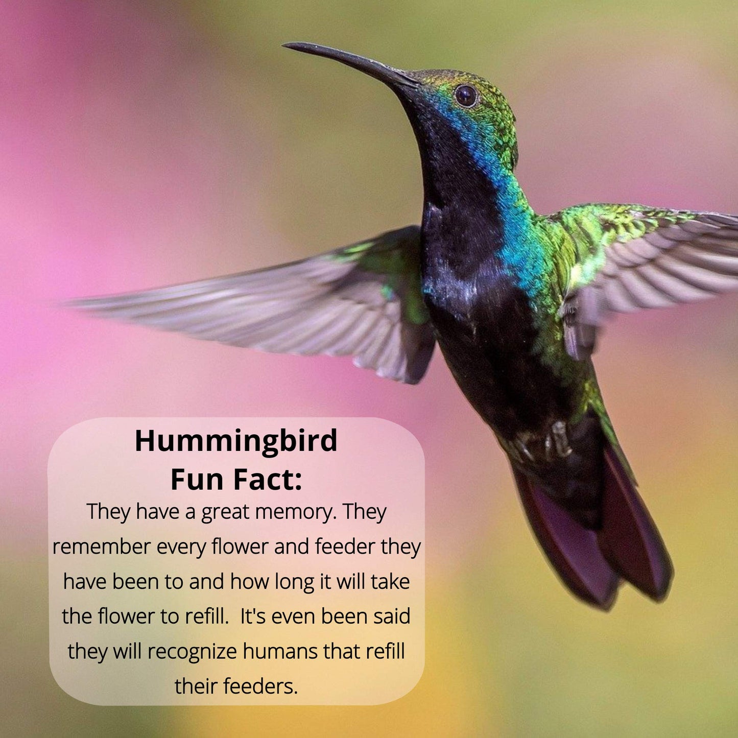 Sapphire Labs Naturally Fresh Hummingbird Nectar with Nectar Defender Lasts Longer in Hummingbird Feeders | Easy to Use Powder | Makes 96 oz of Clear Hummingbird Nectar | 2 Pack