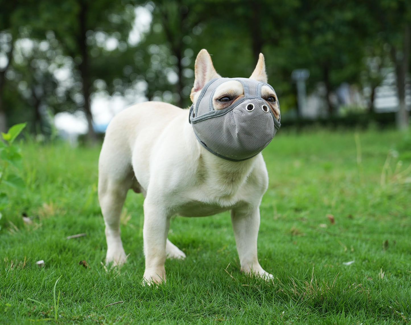 Cilkus Short Snout Dog Muzzles - Bulldog Muzzle Adjustable Breathable Mesh Dog Muzzle Can Stick Out Tongue and Drink Water Anti-Biting and Training Dog (M (16.5" -17.3"), Grey)