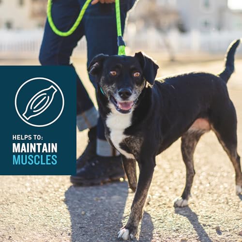 VetIQ Advanced Hip & Joint Chews For Dogs, 60 Count, Chicken Flavored Supplements Made with Glucosamine, Omega 3’s, Chondroitin, MSM, and Green Lipped Mussel, Increases Mobility and Maintains Muscles