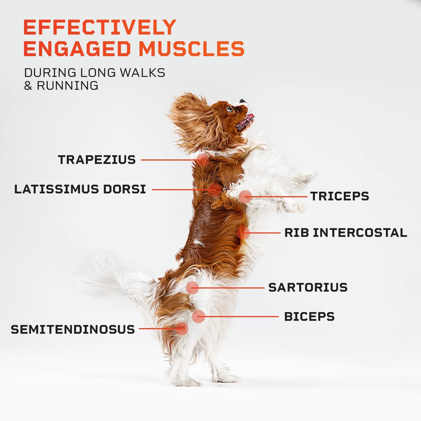 Lifepro PawRunner Dog Treadmill for Small Dogs, Dog Treadmill for Medium Dogs, Pet Treadmill for Dogs up to 130lbs, Dog Pacer Treadmill Indoor Dog Running Machine, Small Dog Treadmill for Dog Fitness